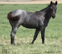 Trixie Leo Hancock's 2023 Blue Roan Filly